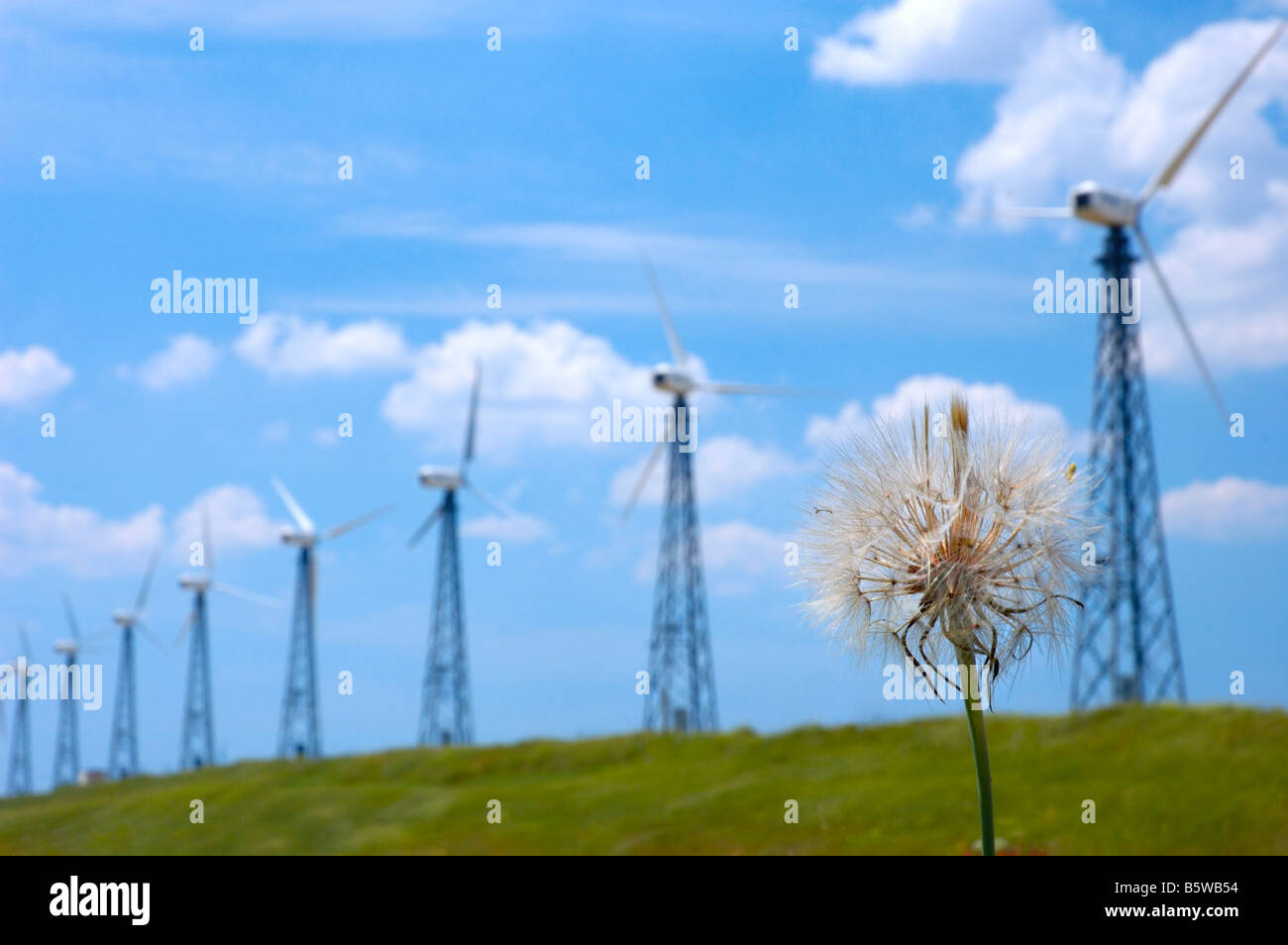 Wind turbines in a field Stock Photo