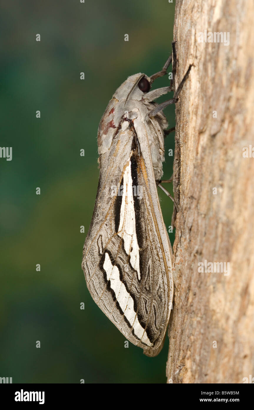 Australian Moth High Resolution Stock Photography and Images - Alamy