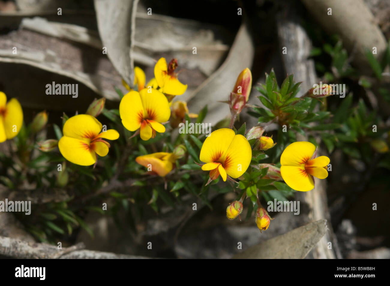Australian Matted bush-pea in flower Stock Photo