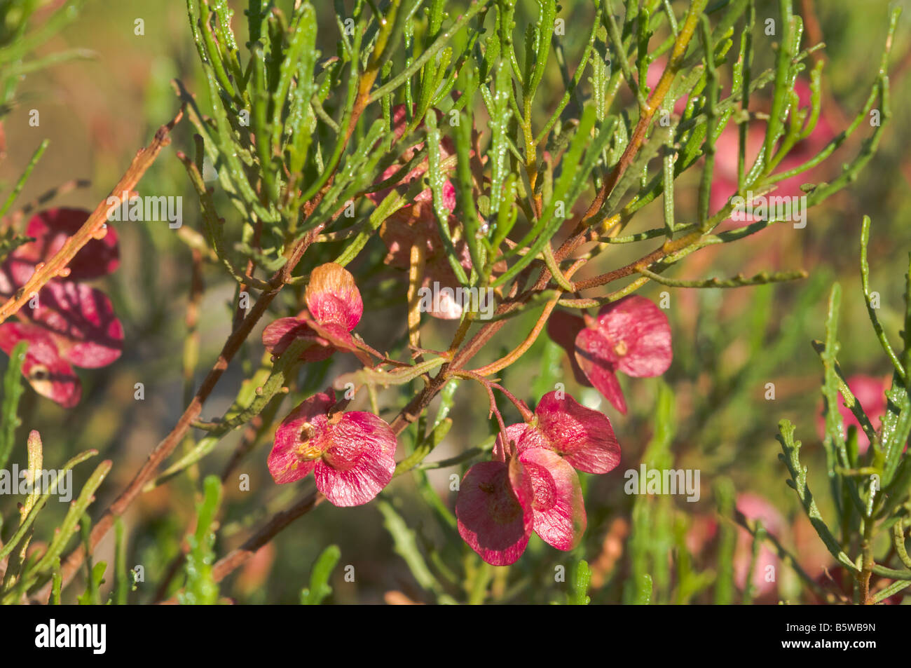 Native hop hi-res stock photography and images - Alamy