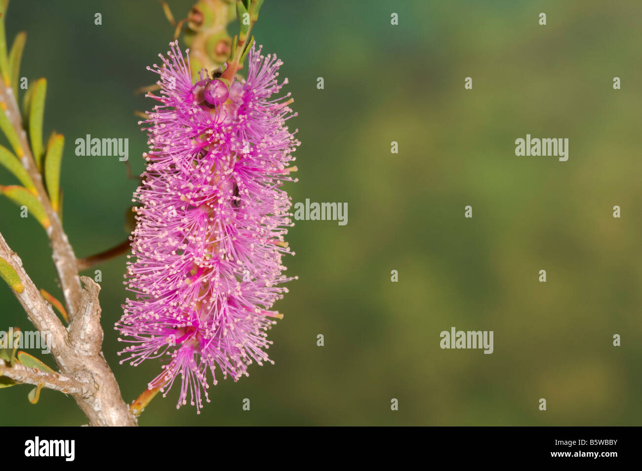 Australian pink melaleuca flower known commonly as totem poles Stock Photo