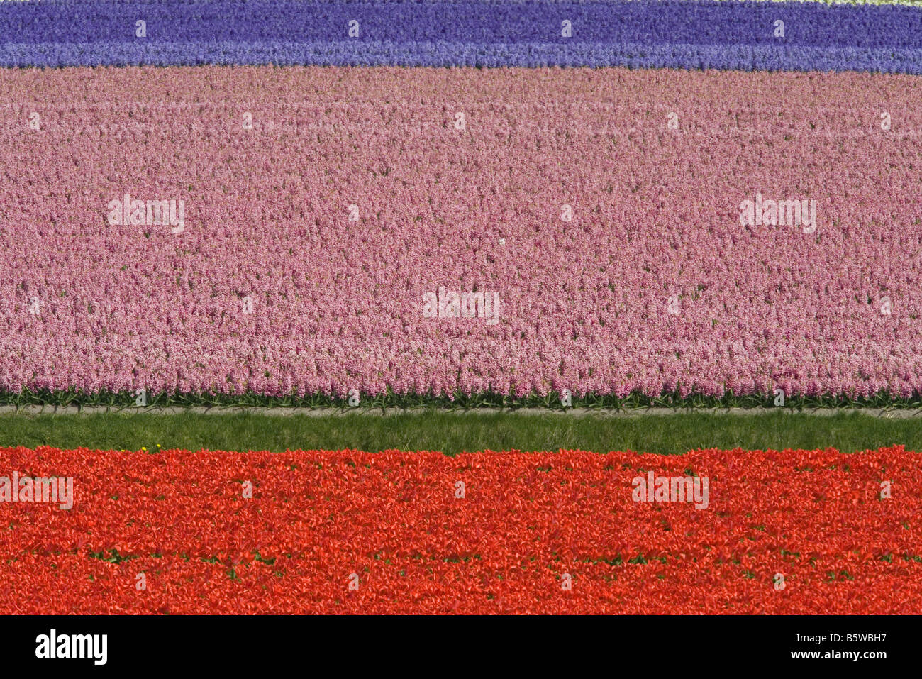 fields of tulips and hyacinths Stock Photo - Alamy