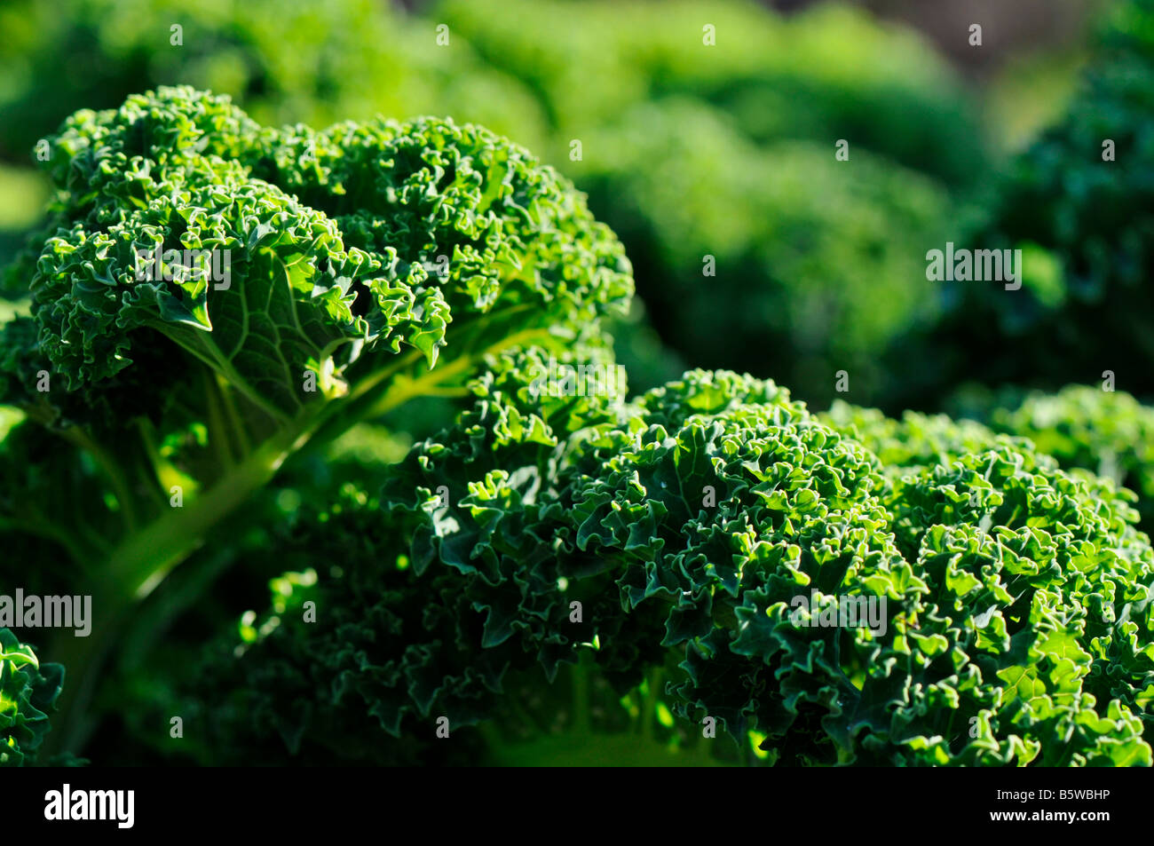 Domesticated brassica hires stock photography and images Alamy