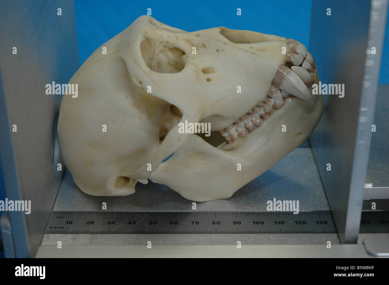 Bone length measuring device here with animal skull bones used by forensic medical students at university Stock Photo