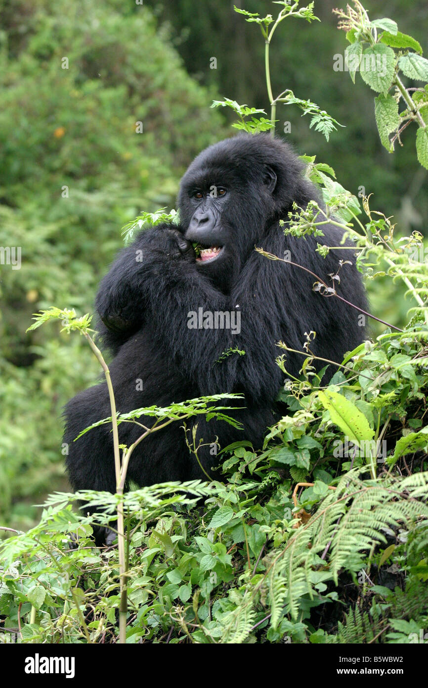 gorilla family tree