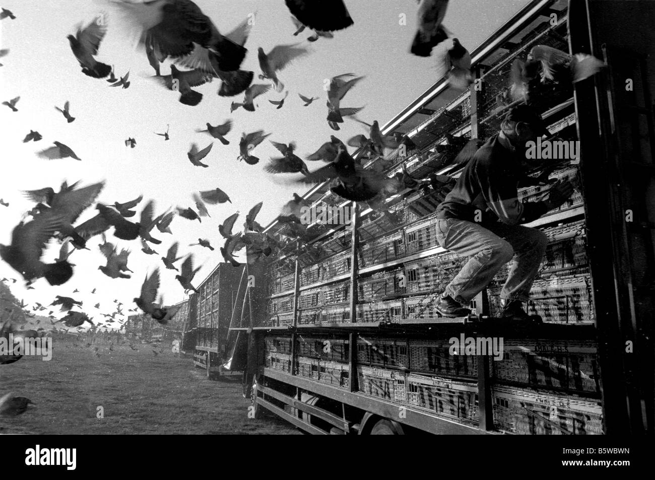 Racing Pigeon Transport Stock Photos & Racing Pigeon Transport Stock