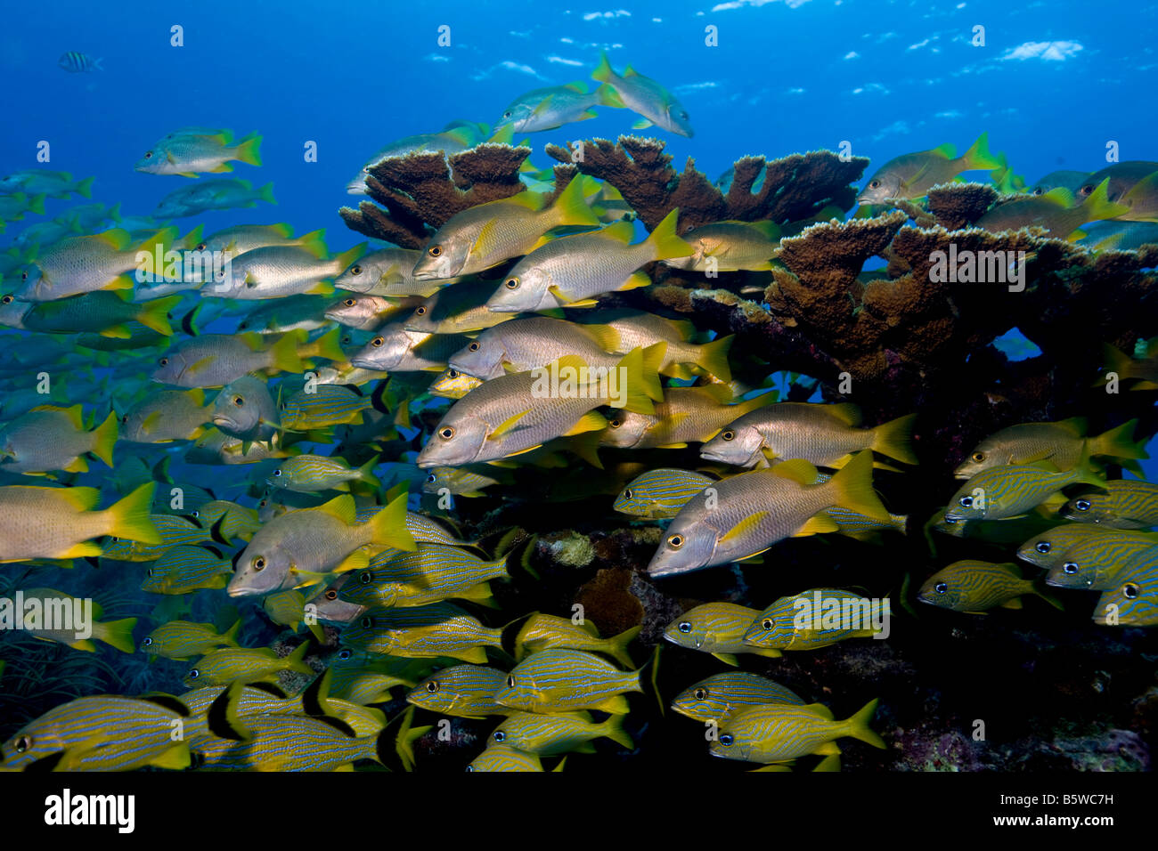Schooling fish near Elkhorn coral, Key Largo, Florida. Stock Photo