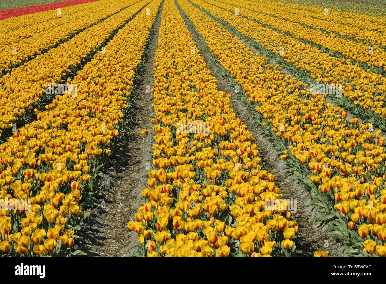 field of tulips Stock Photo - Alamy