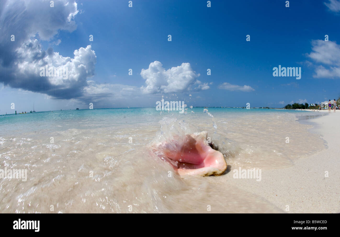Queen Conch (Strombus gigas) on Seven Mile Beach, Grand Cayman Stock Photo