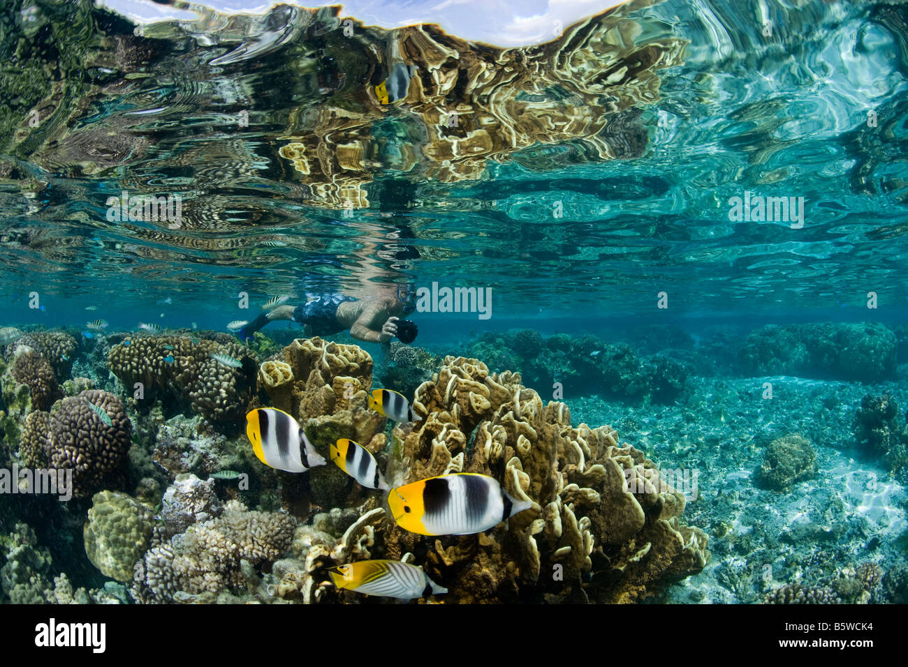Butterflyfish flit among Health Hard Corals Stock Photo