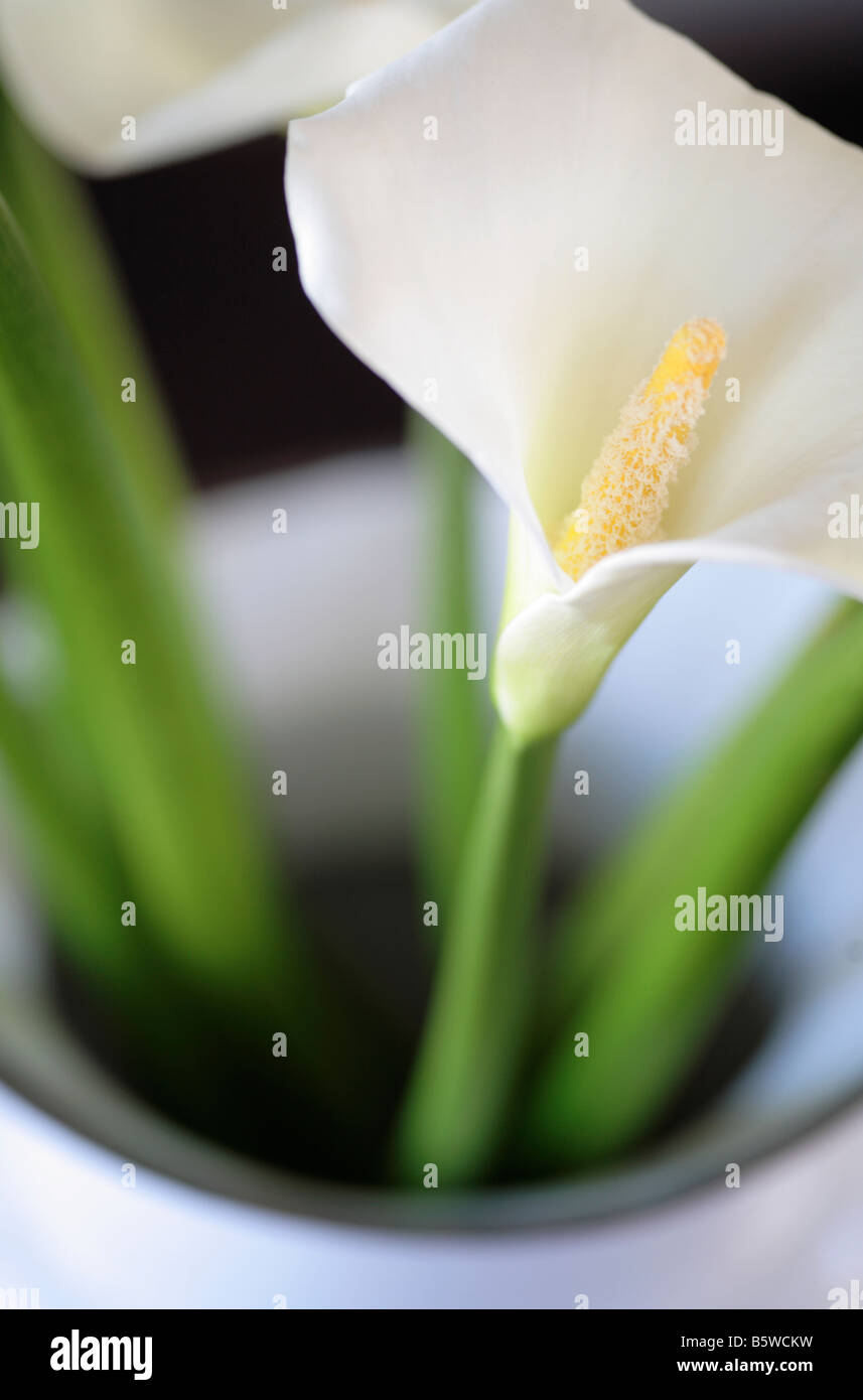 Calla Arum Lily Stock Photo Alamy