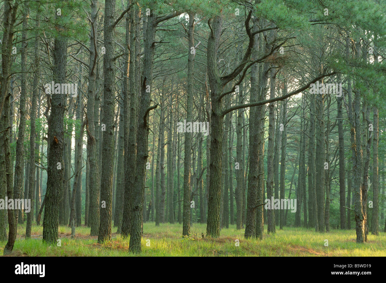 Loblolly pine forest Stock Photo