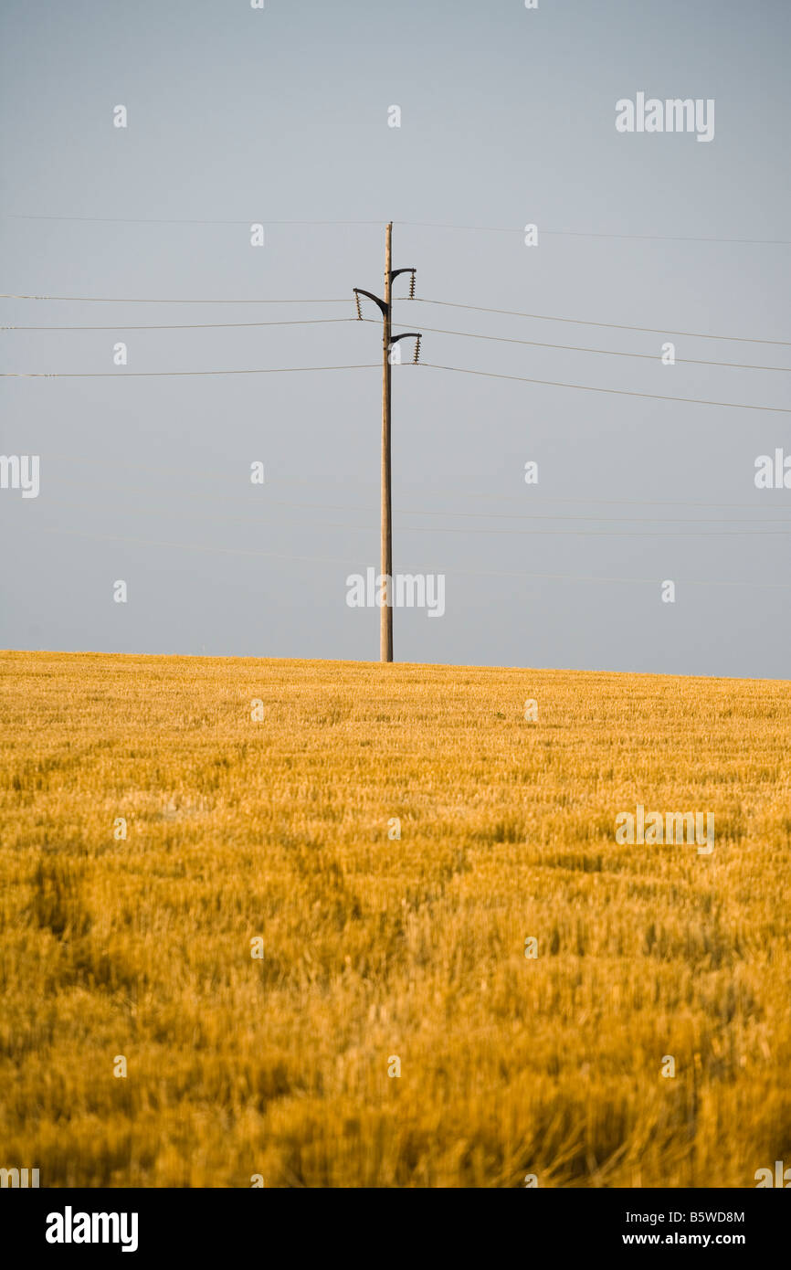 A cut straw field with telephone poles on the horizon Stock Photo - Alamy