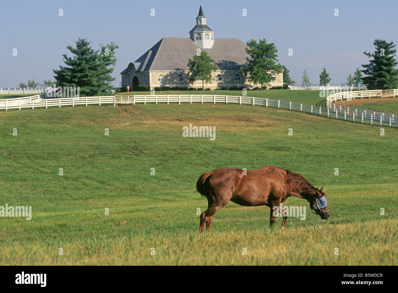 Kentucky Horse Farms Wallpaper