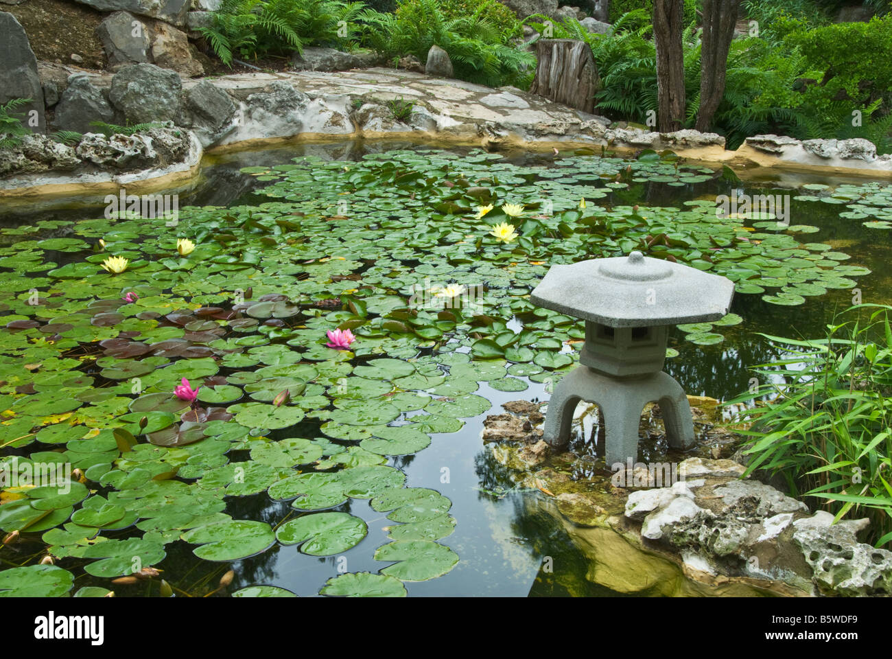 Texas Hill Country Austin Zilker Botanical Garden Taniguchi Japanese Garden koi pond Stock Photo