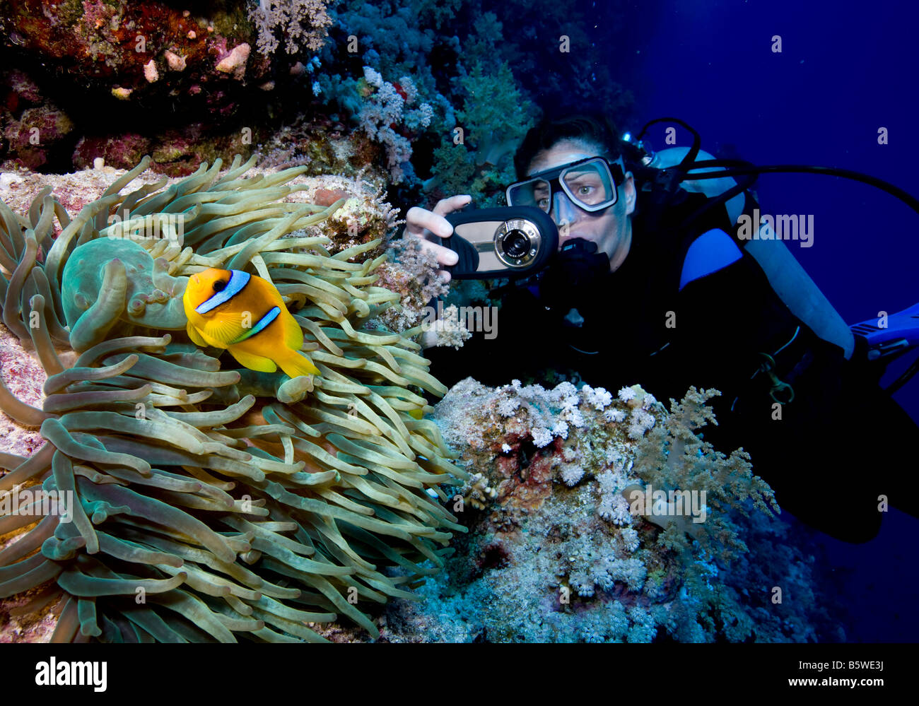 Scuba Diver and Two-banded Anemonefish (Amphiprion Bicinctus), Endemic to the Red Sea Stock Photo