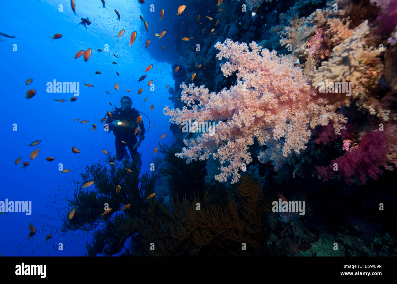 Scuba Diver and Soft Coral (Dendronephthya sp.) Stock Photo