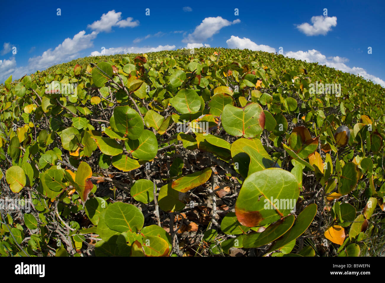 Fisheye view of Sea Grapes Coccoloba uvifera on the caribbean island of