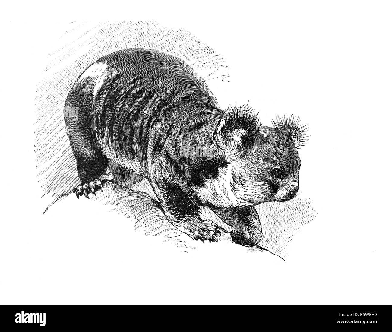 Koala (Phascolarctos cinereus), thickset arboreal marsupial herbivore family Phascolarctidae