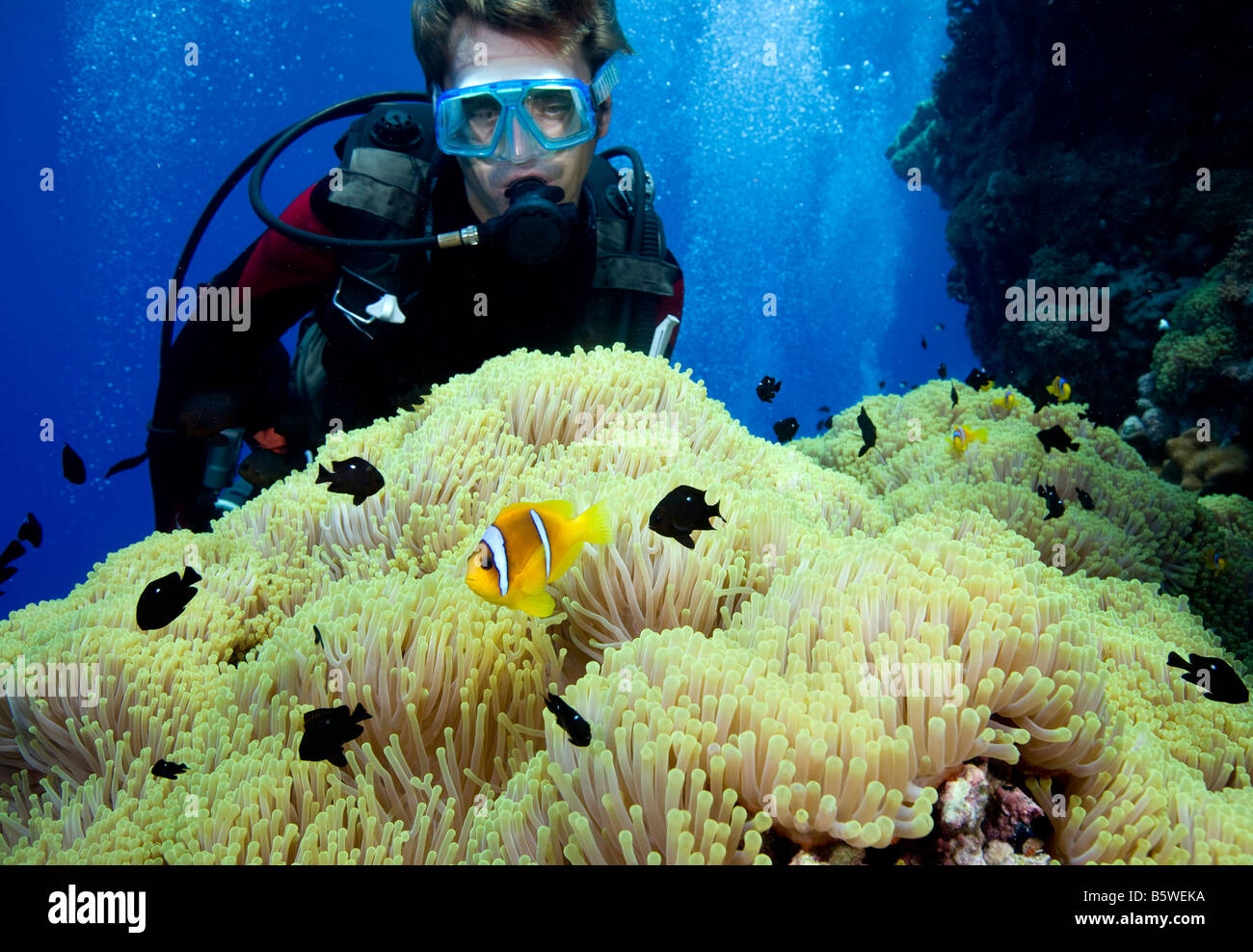 Scuba Diver and Damselfish, Red Sea Stock Photo