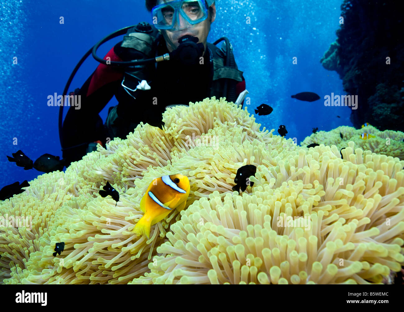 Scuba Diver and Damselfish, Red Sea Stock Photo