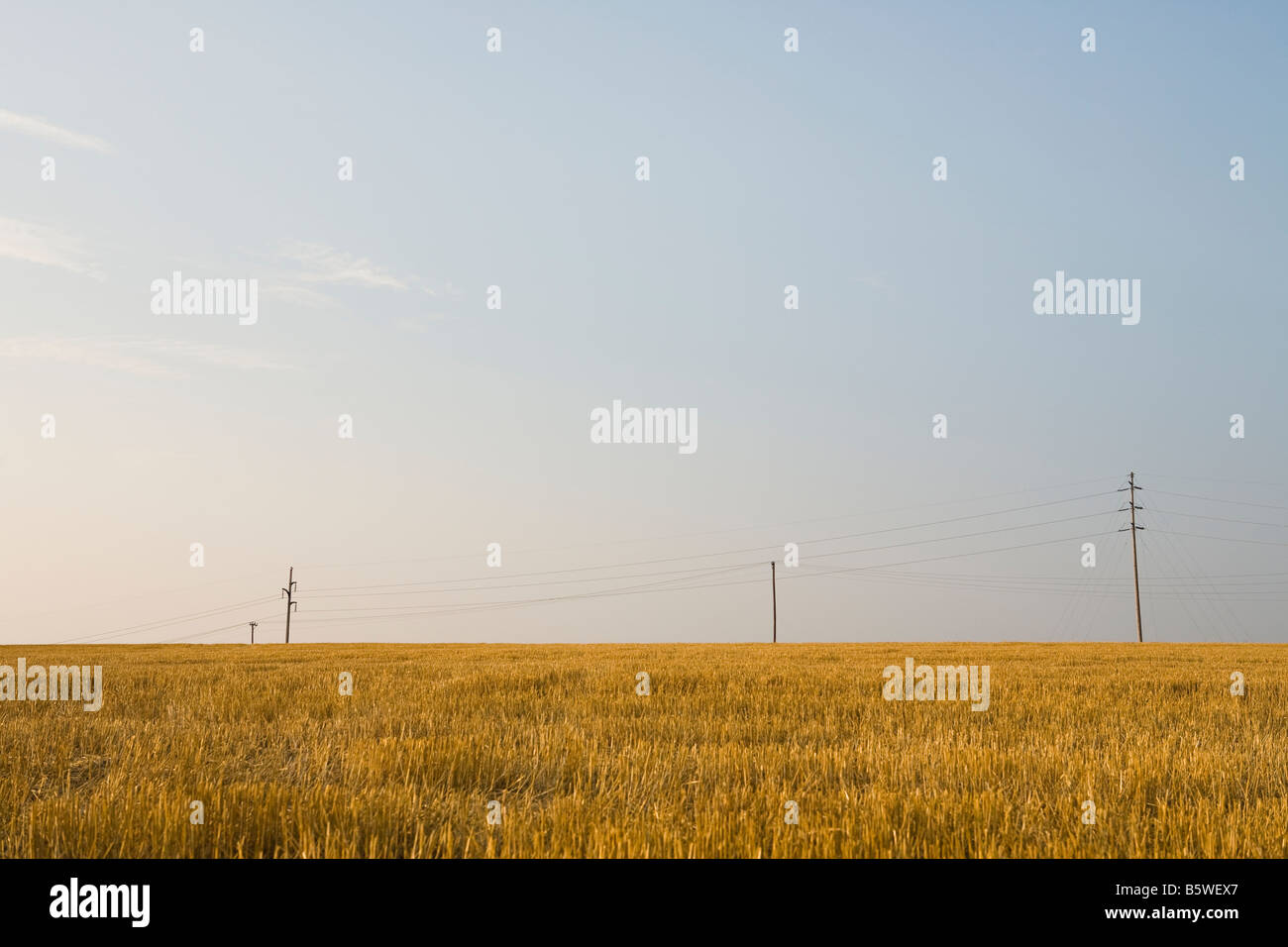 A cut straw field with telephone poles on the horizon Stock Photo - Alamy