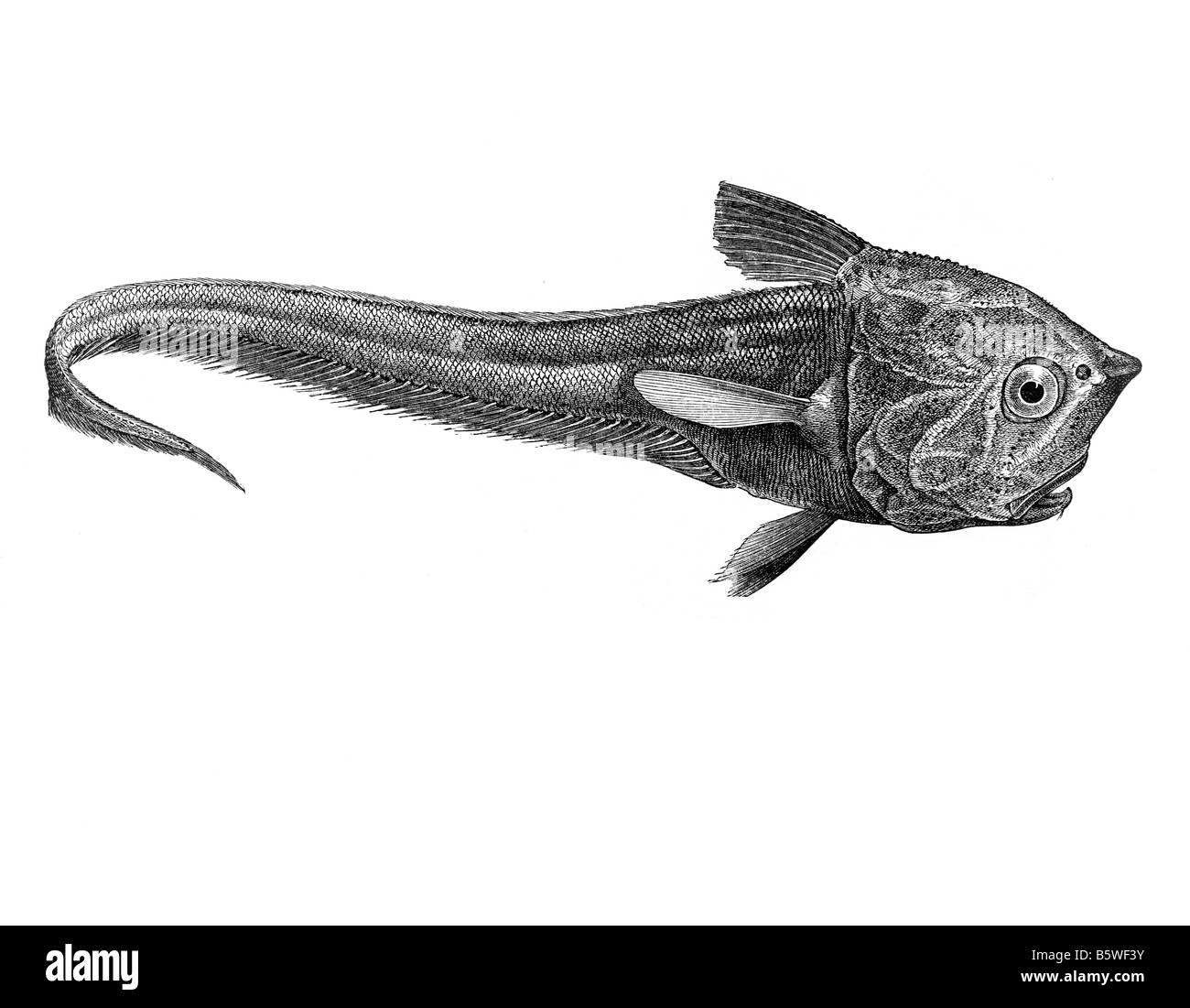 Macrurus crassiceps, deep sea fish Stock Photo