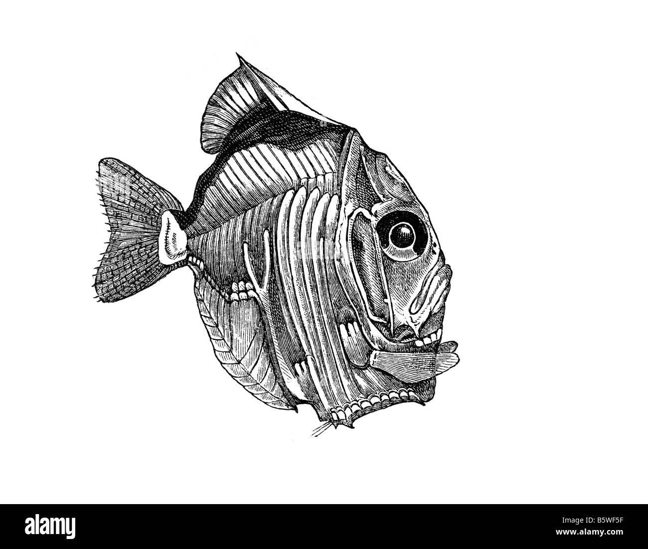 Sternoptyx diaphana, family Sternoptychidae deep sea fishes Stomiiformes deep sea hatchetfishes Stock Photo