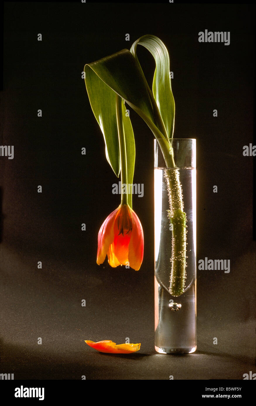 Wilted Flower, Dying Red Tulip drooping in Glass Vase against Black
