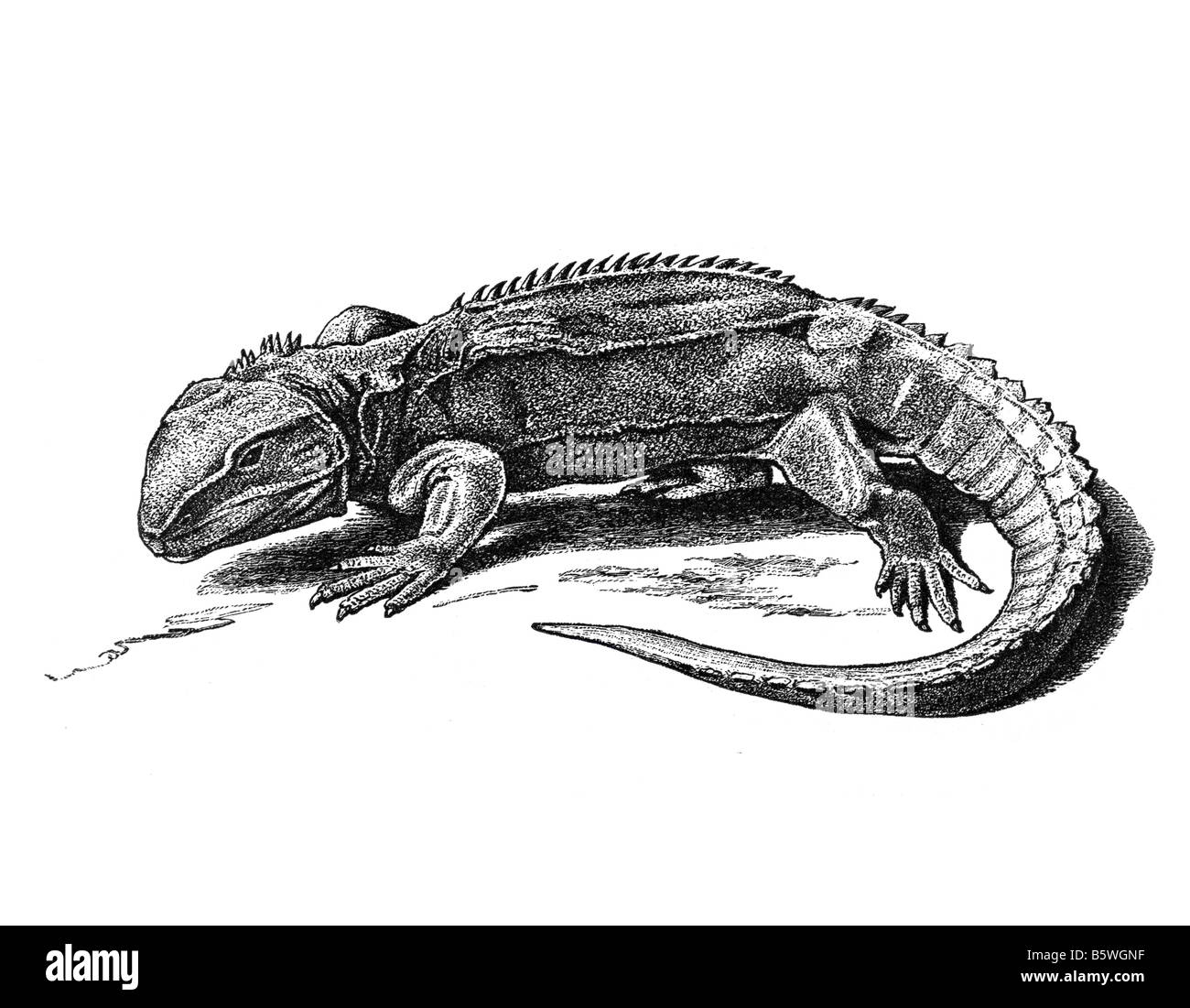 tuatara, reptile lizard order Sphenodontia Stock Photo
