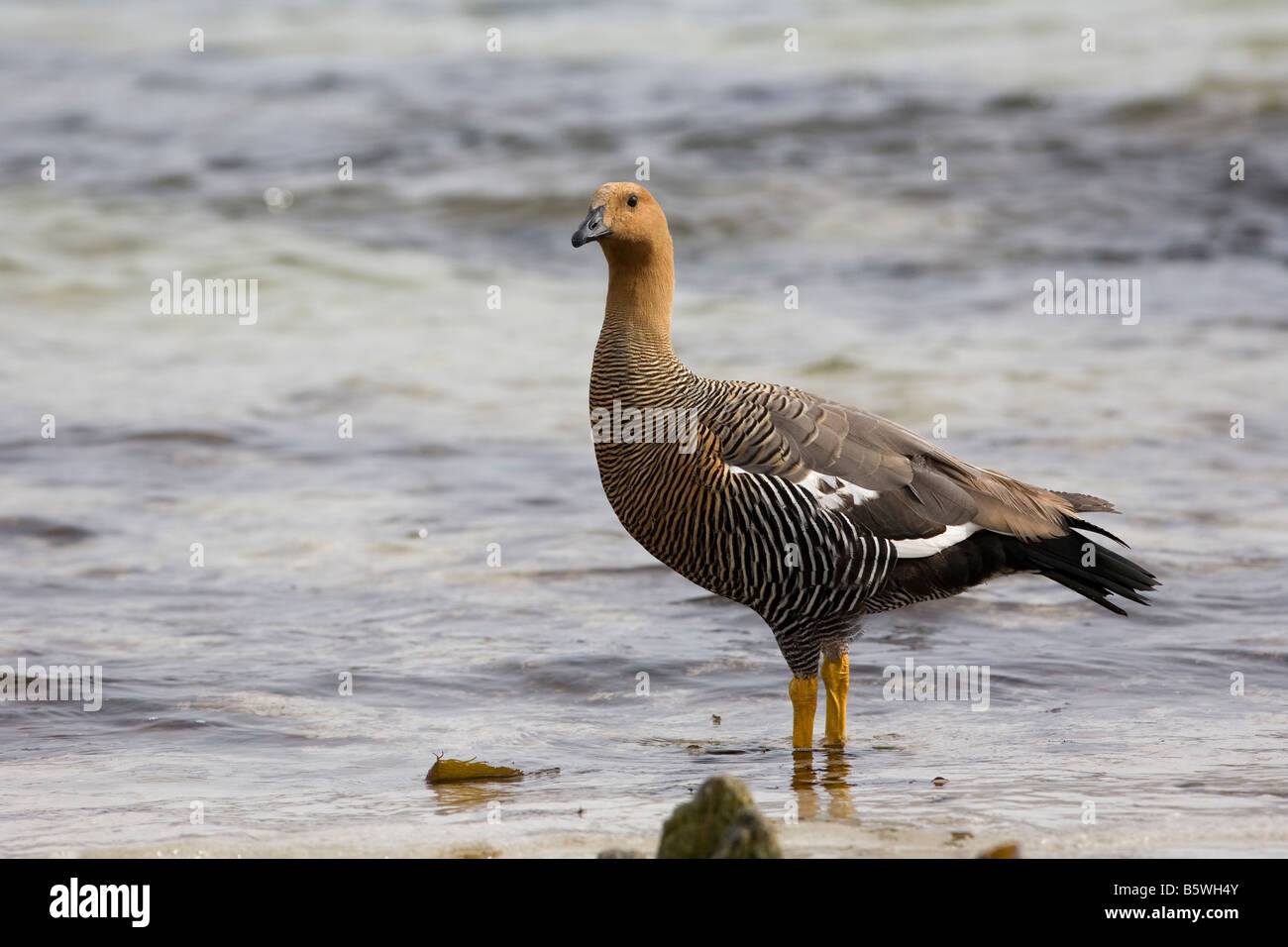 Female Upland Goose (Chloephaga picta leucoptera), Carcass Island, Falkland Islands Stock Photo