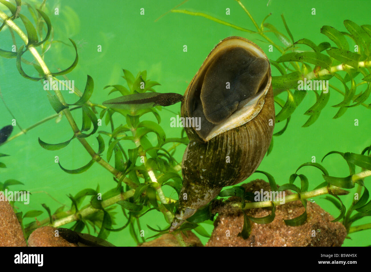 Pondsnail (Lymnaea stagnalis Stock Photo Alamy