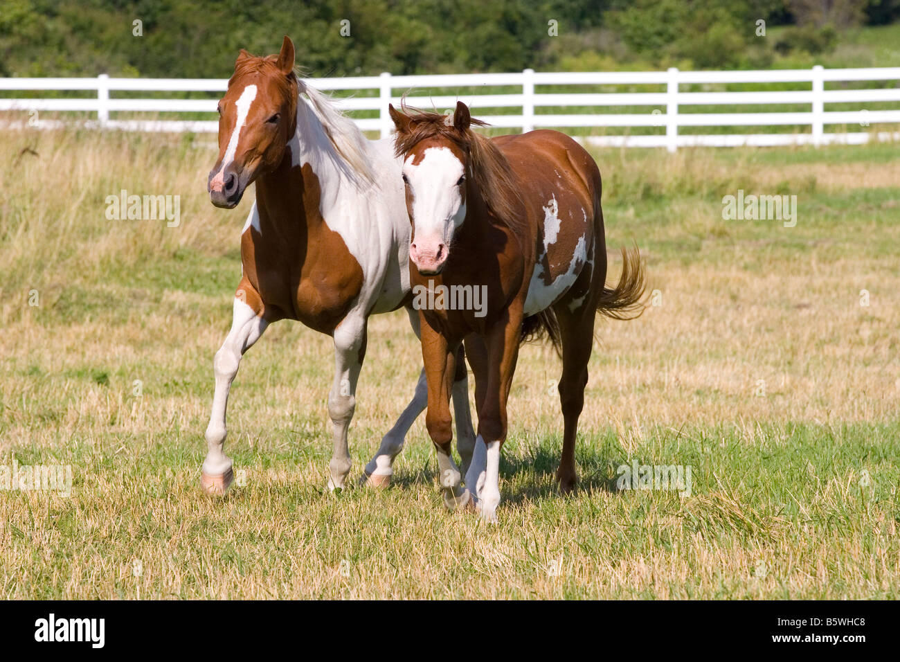Paint horses walking together side by side in a field on a sunny day Stock Photo