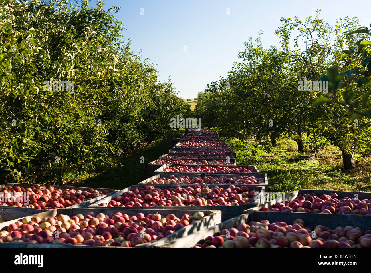 Apples bins orchard harvest hires stock photography and images Alamy
