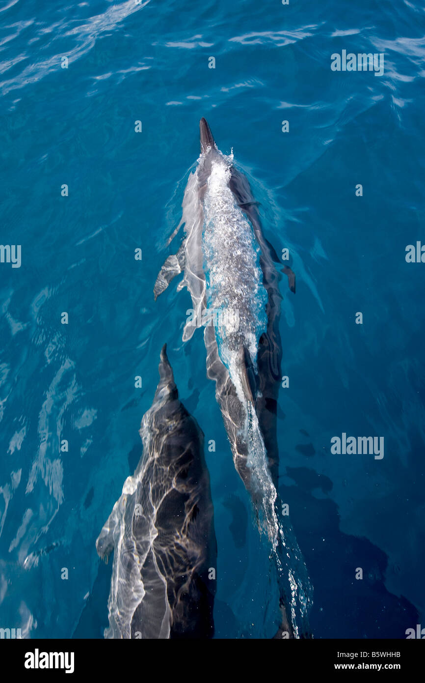 Spinner Dolphin (Stella longirostris), South Pacific Stock Photo