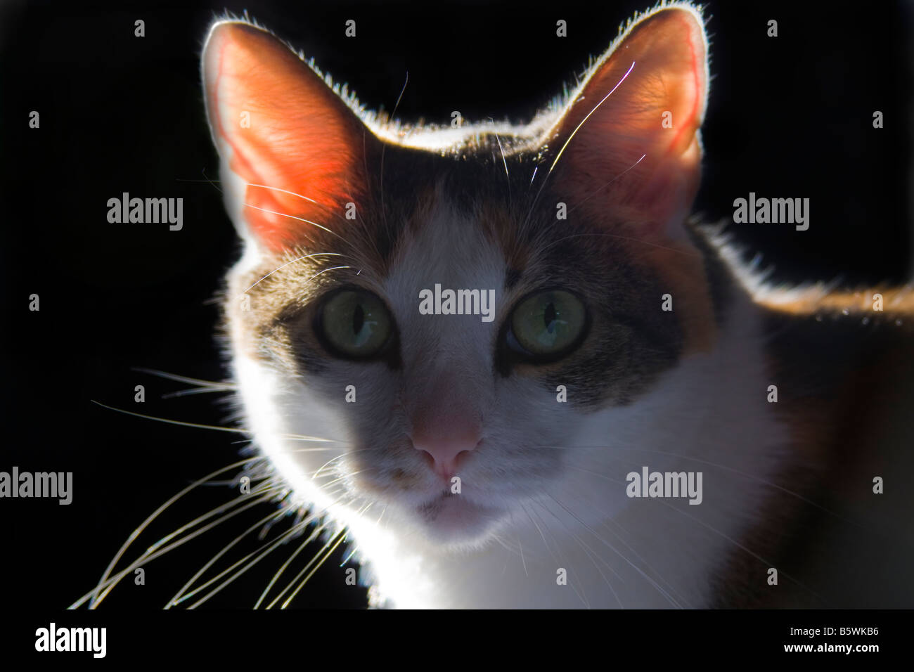 Calico Cat with black background looking at the camera in morning ...