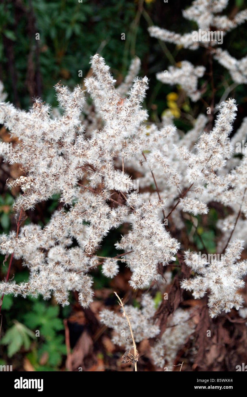 SINACALIA TANGUTICA SYN SENECIO TANGUTICUS SEEDHEADS IN EARLY WINTER Stock Photo