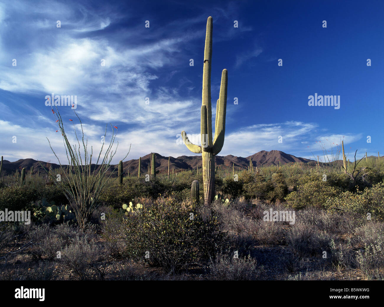 CACTUS Carnegiea gigantea Stock Photo - Alamy