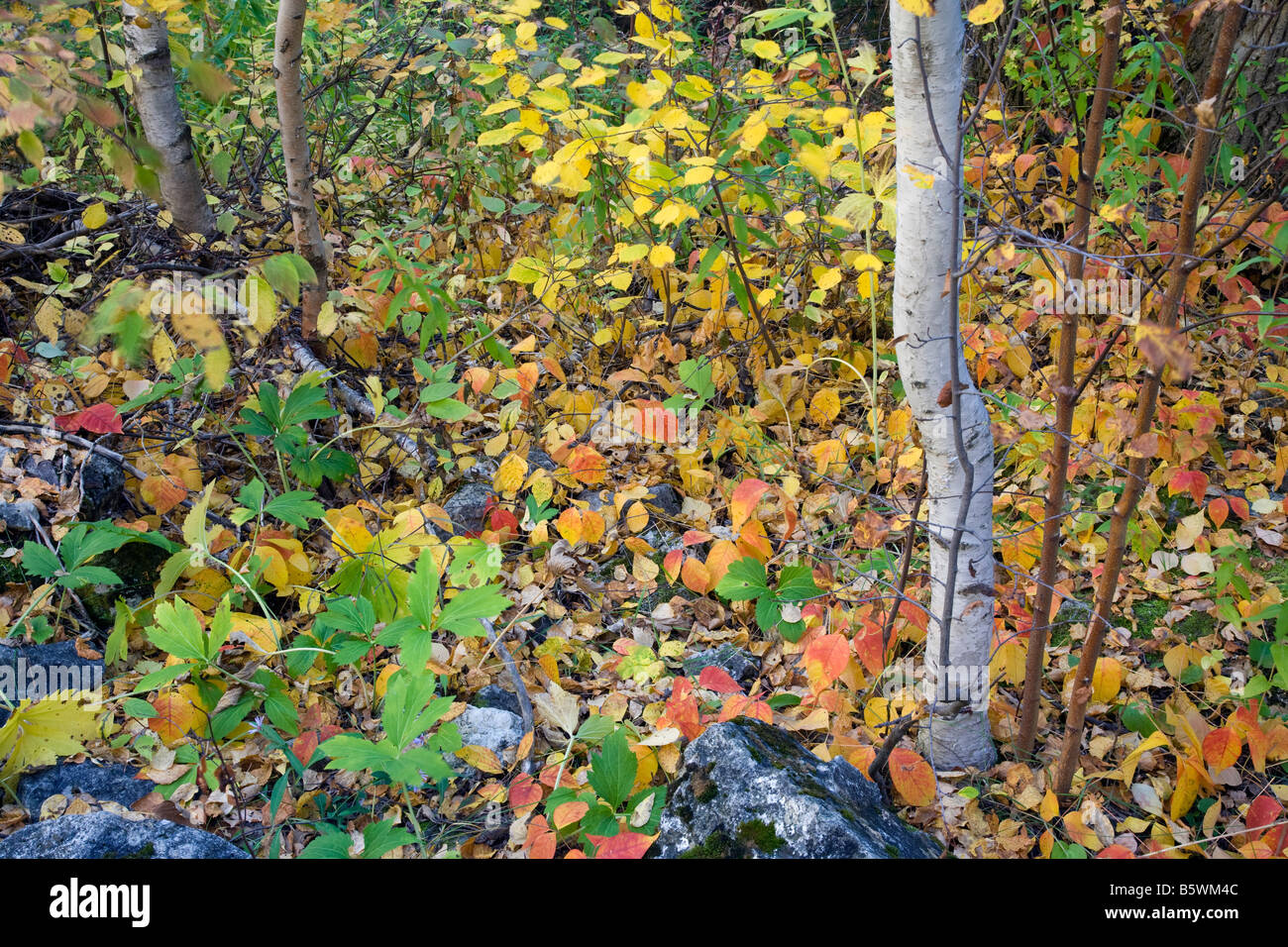 autumn color, Spearfish Canyon, Black Hills National Forest, South Dakota Stock Photo