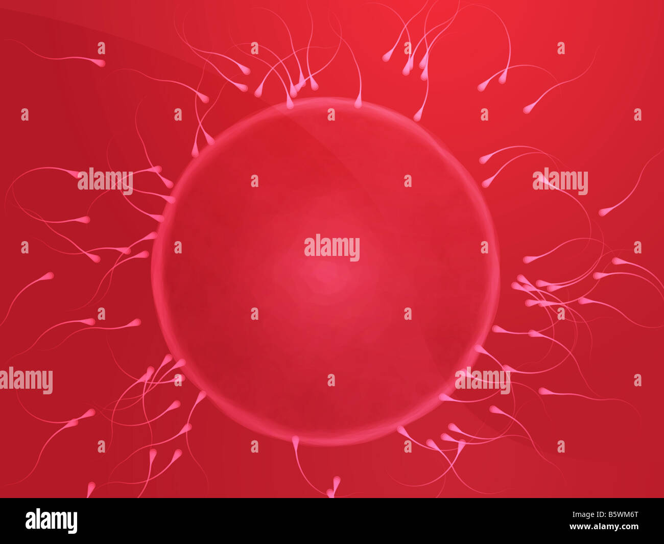 Illustration of human egg cell being fertilized by sperm Stock Photo