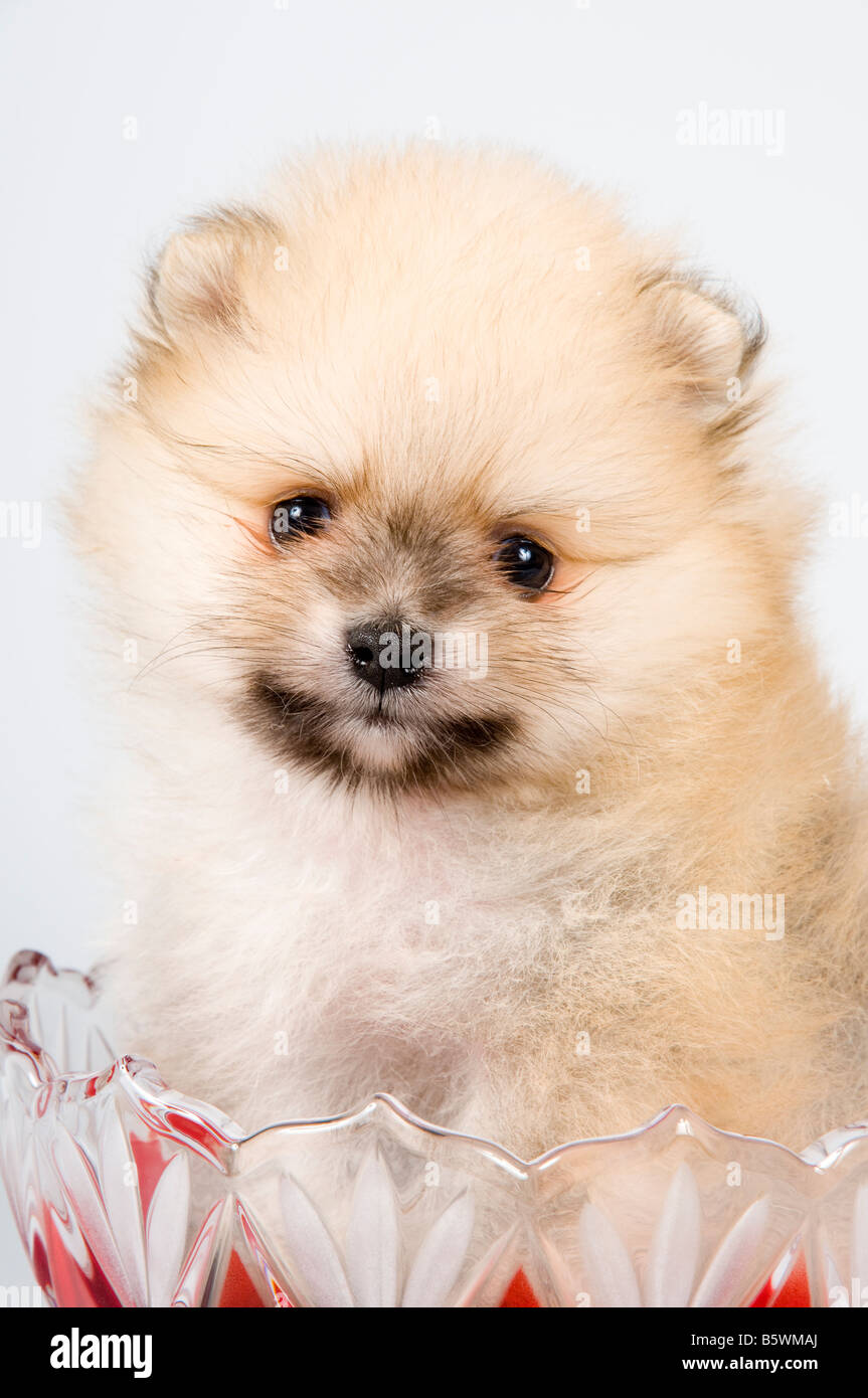Labrador Spitz The puppy of the spitz-dog in studio Stock Photo - Alamy