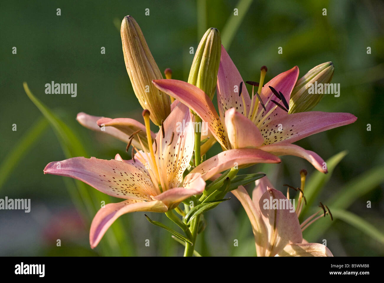 lily - blossoms Stock Photo - Alamy