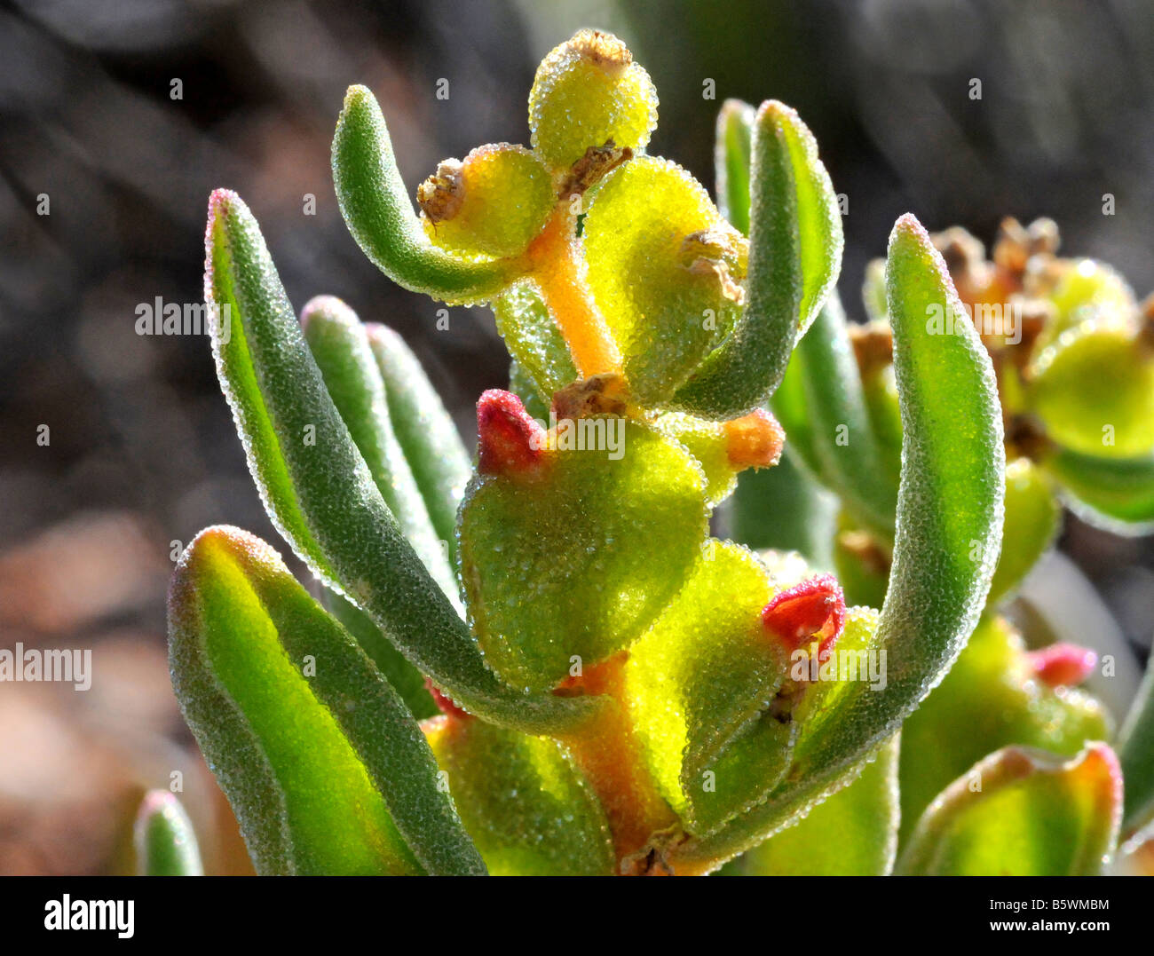 Backlighting on Aizoaceae Stock Photo