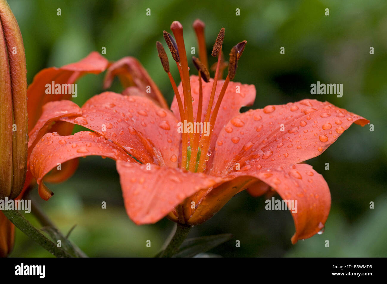 lily blossom Stock Photo Alamy