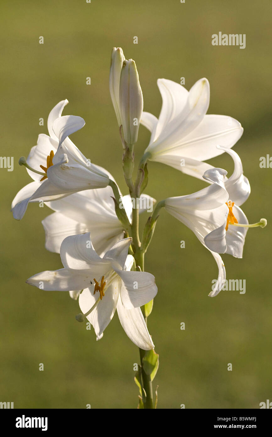 Madonna Lily / Lilium Candidum Stock Photo - Alamy