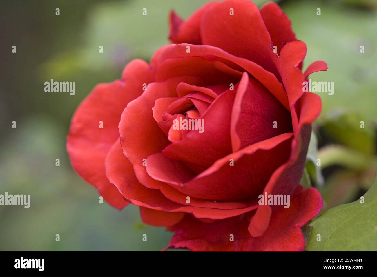 rose - blossom Stock Photo - Alamy