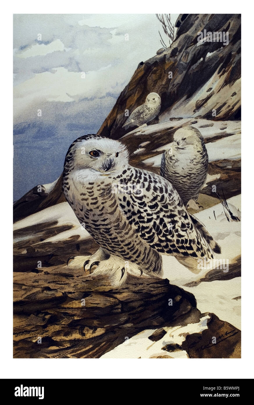 Snowy Owl (Bubo scandiacus), Arctic Owl the Great White Owl family Strigidae Stock Photo