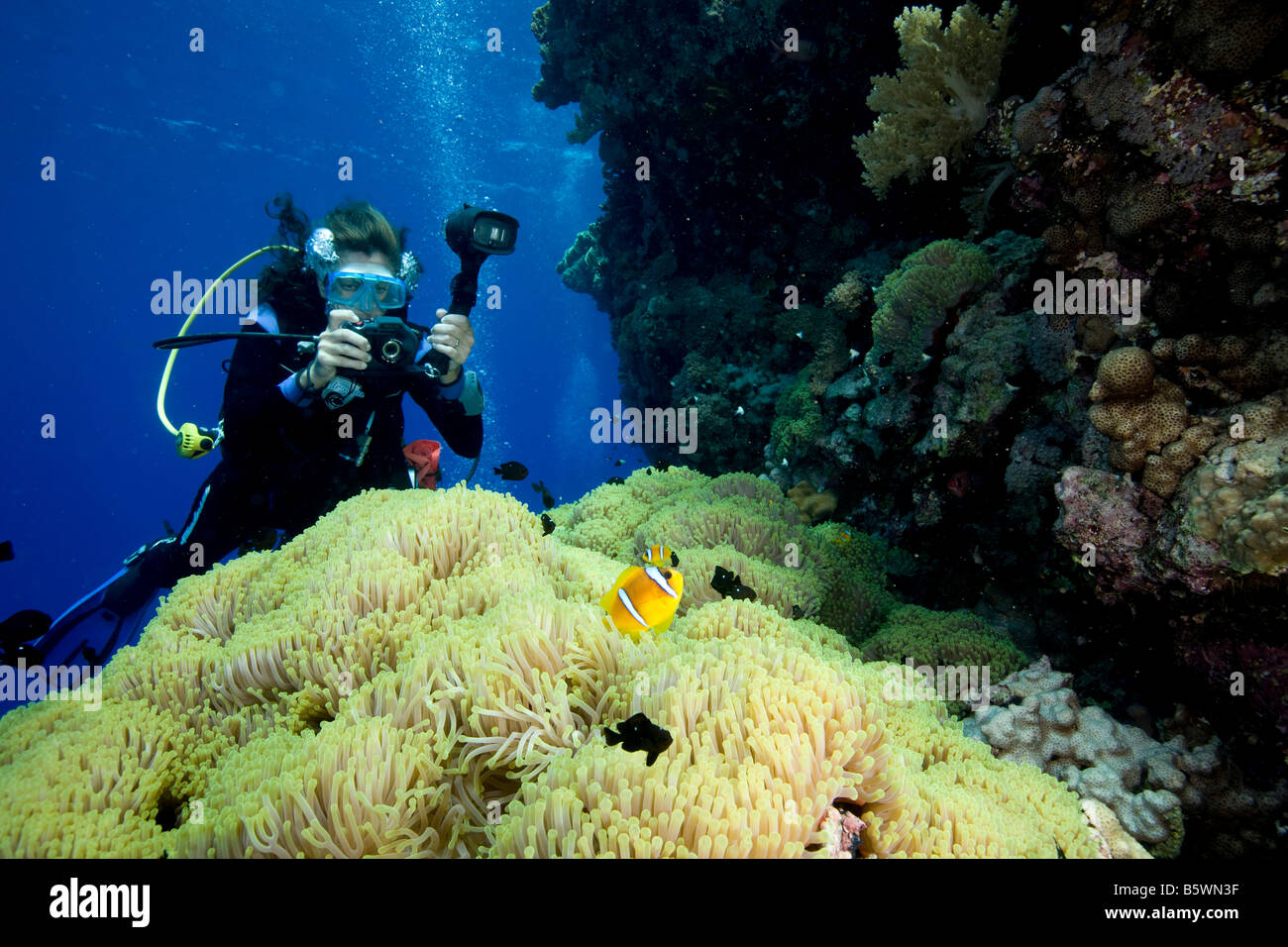 Underwater photographer and Damselfish, Red Sea Stock Photo