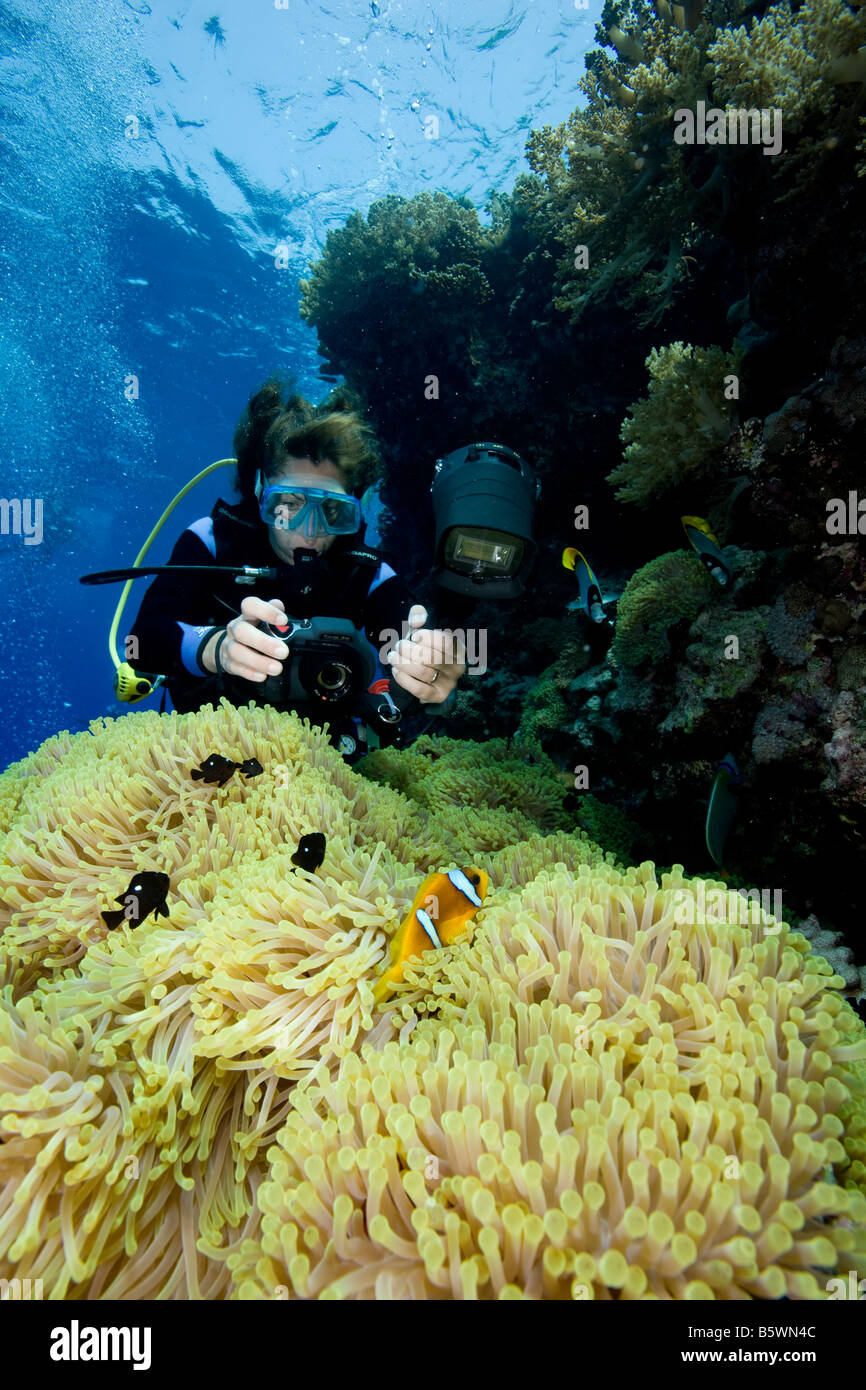 Underwater photographer and Damselfish, Red Sea Stock Photo