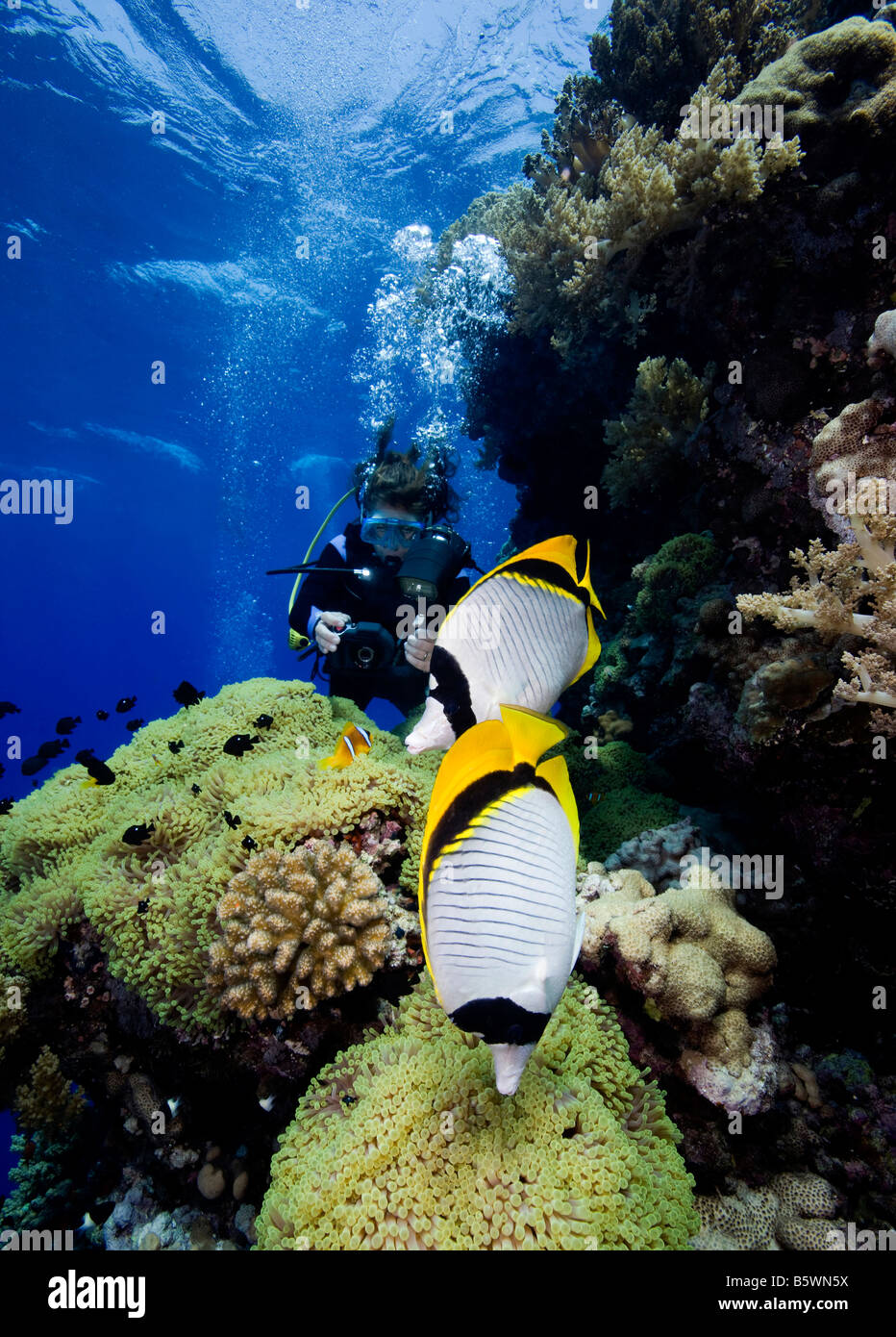 Life on a Coral Reef, Red Sea Stock Photo